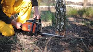 Best Root Management and Removal  in Brownsville, OR